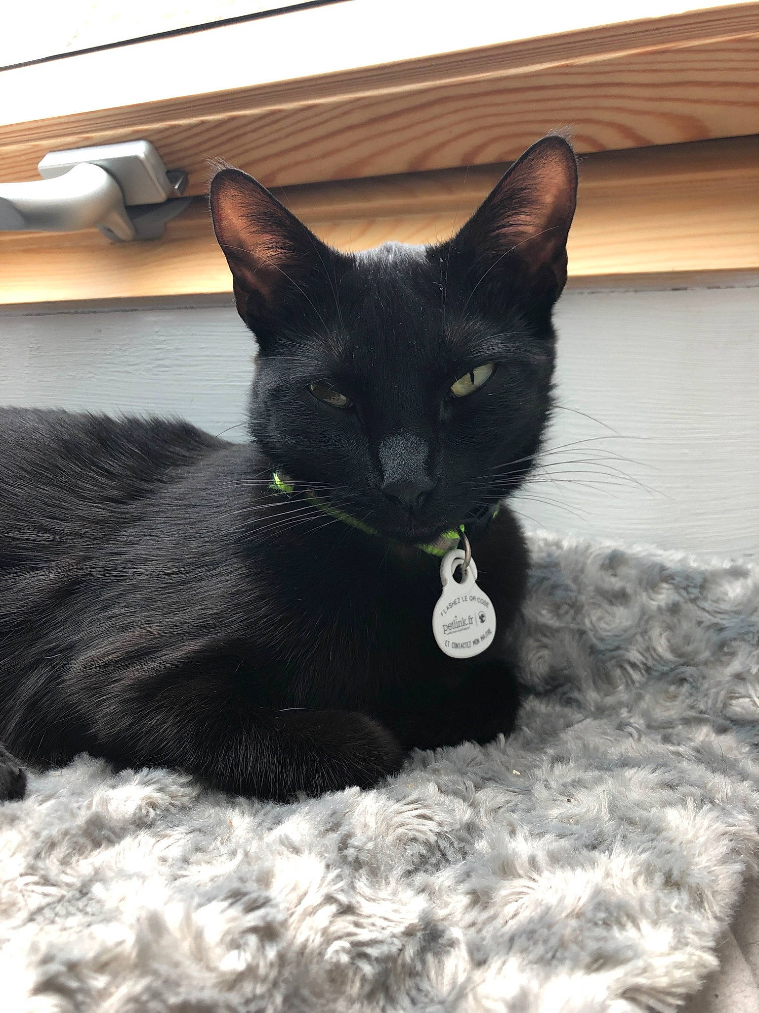 Glory participe au concours pour gagner de l'argent avec cette photo : asian, black, black_cat, bombay, burmese, carnivore, cat, domestic_short_haired_cat, felidae, havana_brown, korat, mammal, small_to_medium_sized_cats, vertebrate, whiskers