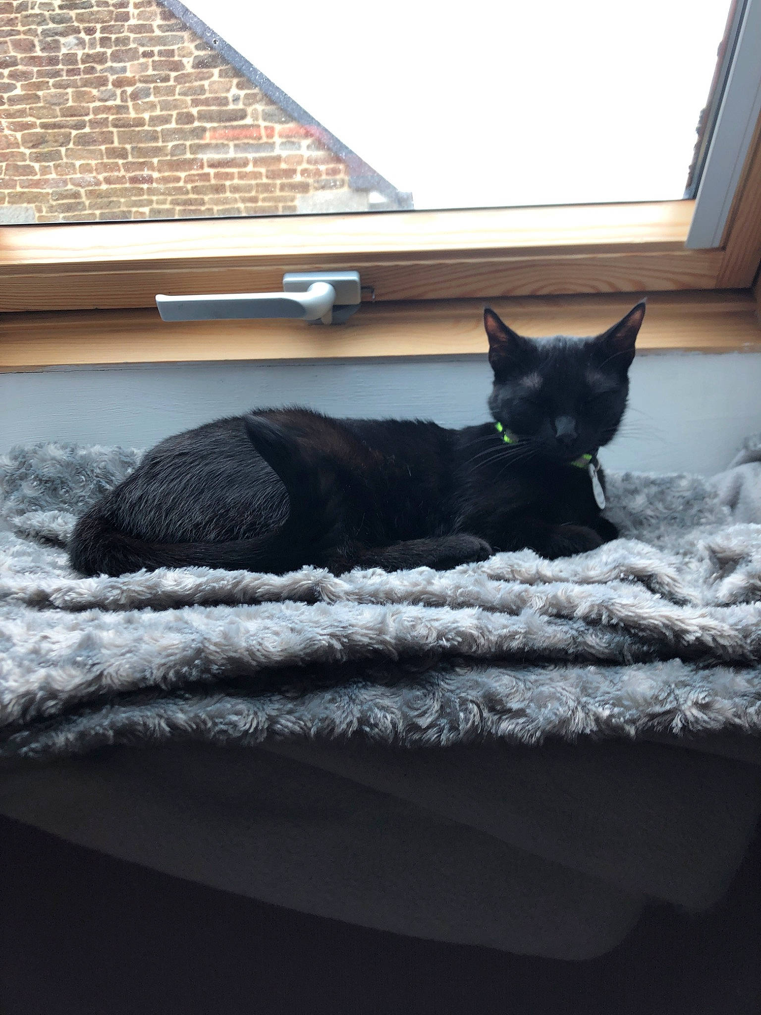 Glory participe au concours pour gagner de l'argent avec cette photo : asian, black, black_cat, bombay, carnivore, cat, devon_rex, domestic_short_haired_cat, felidae, fur, home, small_to_medium_sized_cats, tail, tree, whiskers, window