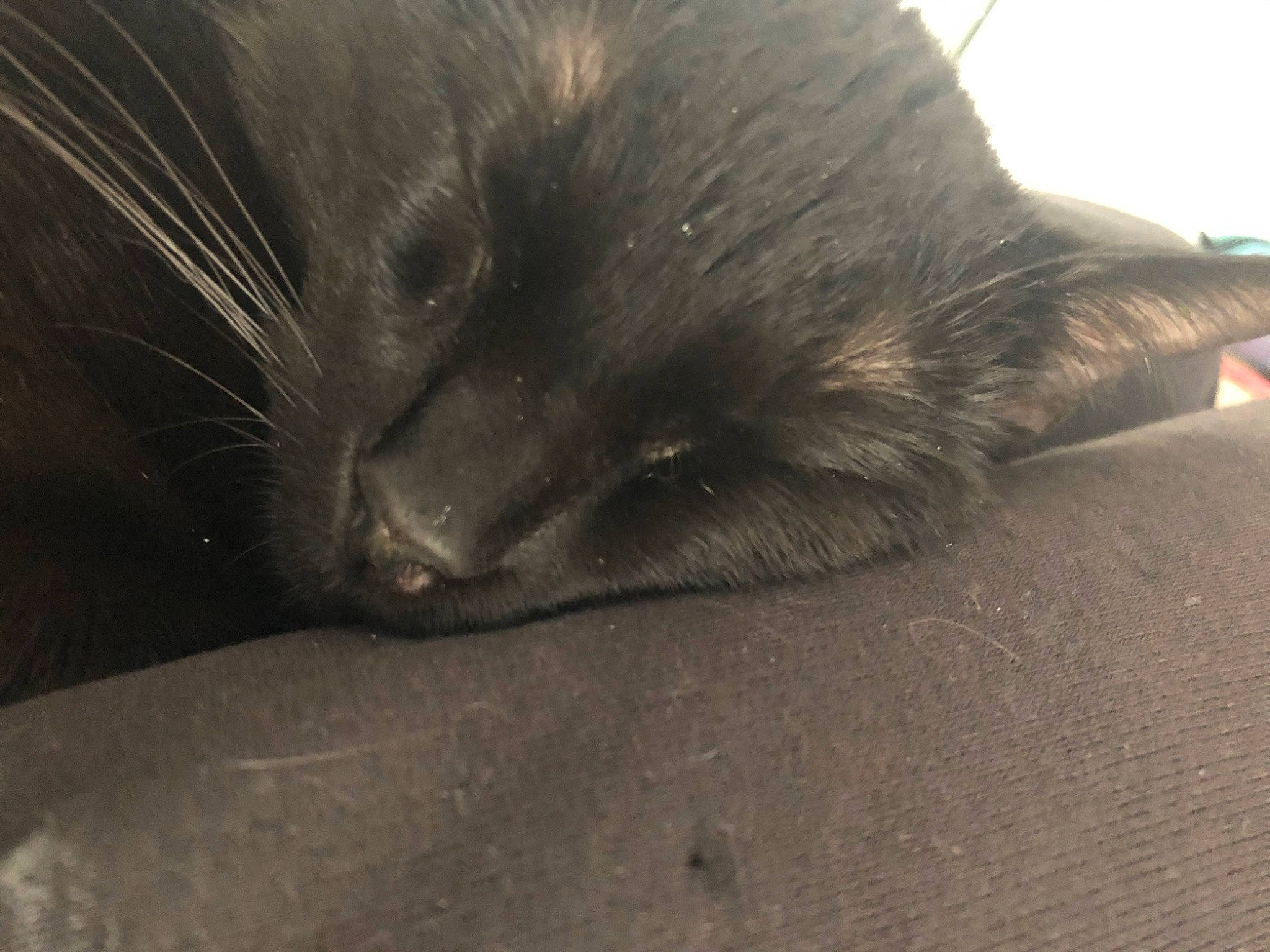 Glory a rejoint le concours — aidez-le/la à gagner de superbes lots ! black_cat, carnivore, cat, felidae, fur, nebelung, small_to_medium_sized_cats, snout, whiskers