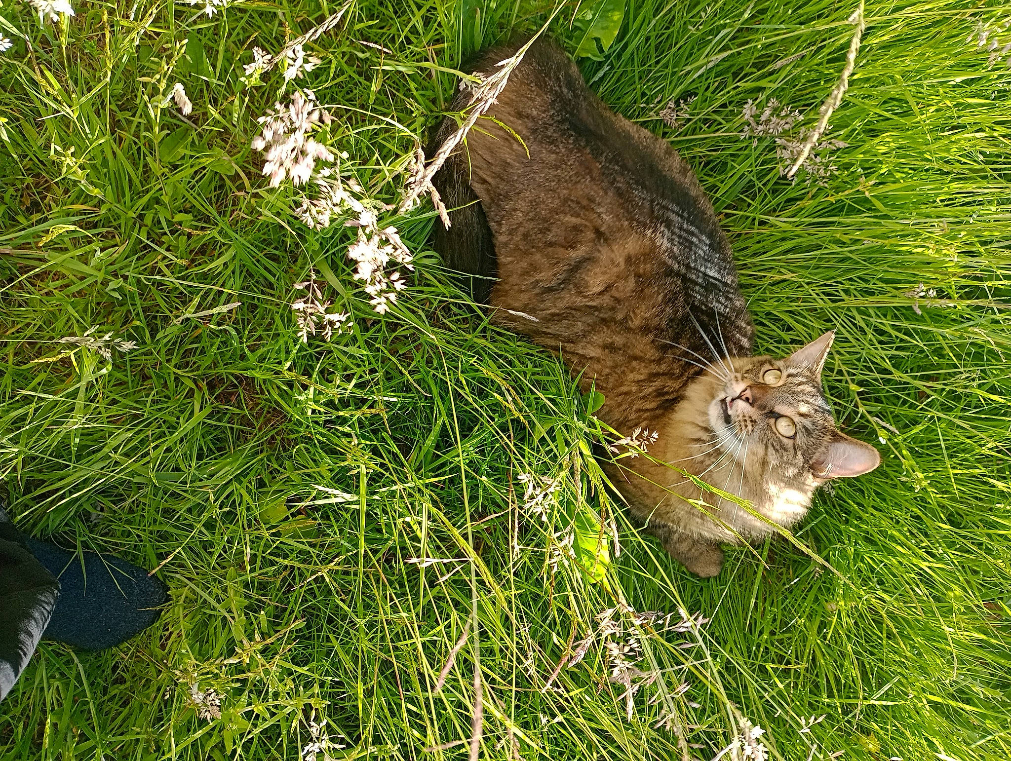 Grizzly is registered to the contest to win money with this photo: carnivore, cat, domestic_short_haired_cat, felidae, fur, grass, grass_family, grassland, groundcover, herb, hierochloe, lawn, lynx, plant, poales, shadow, small_to_medium_sized_cats, tail, terrestrial_animal, whiskers