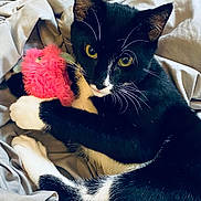 Rev is registered to the contest to win money with this photo: cat, black_and_white_cat, pet, toy, pink_toy, whiskers, yellow_eyes, fur, paws, blanket, bed, cozy, indoor, animal, cute, feline, playful, resting, soft, comfort
