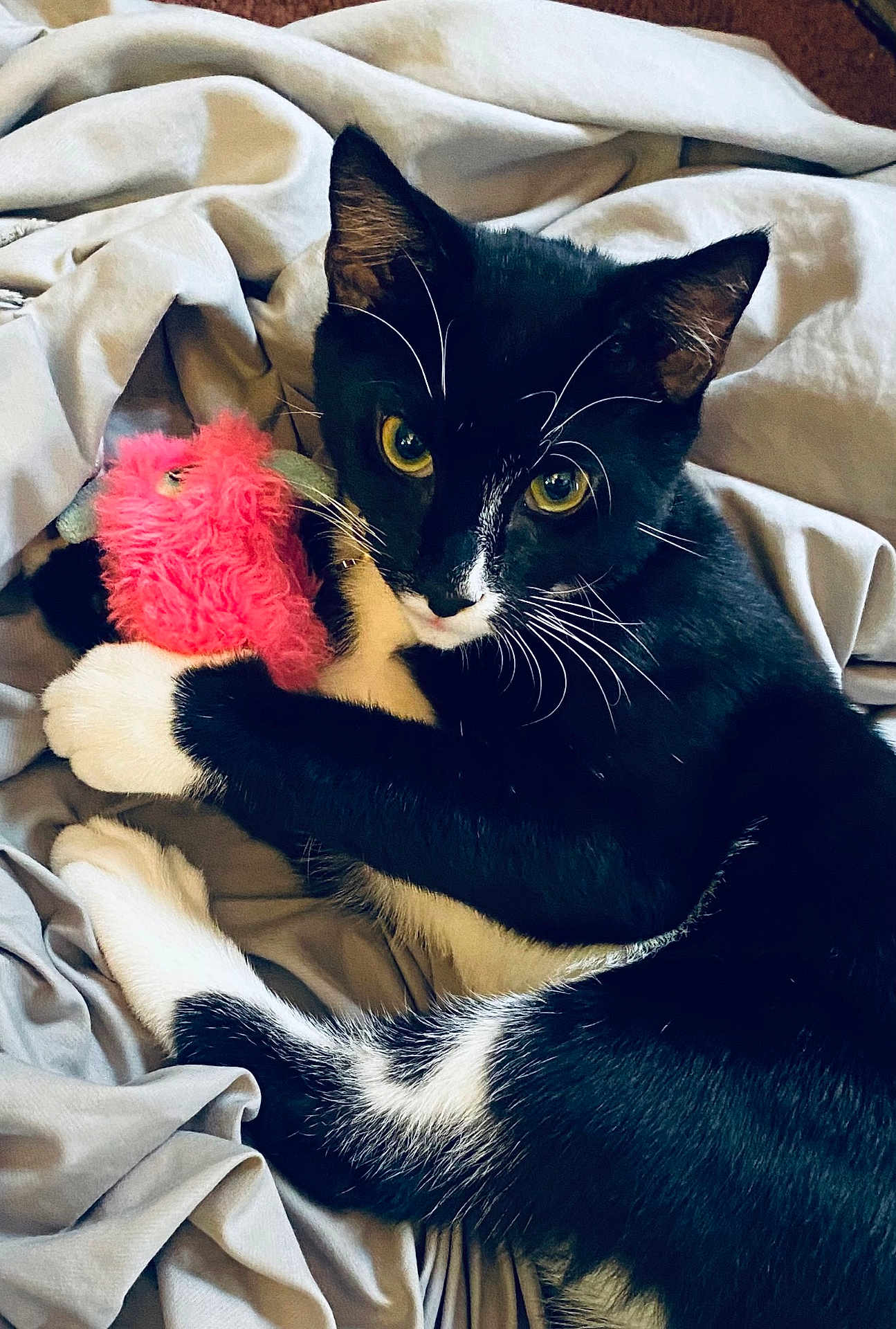 Rev is registered to the contest to win money with this photo: cat, black_and_white_cat, pet, toy, pink_toy, whiskers, yellow_eyes, fur, paws, blanket, bed, cozy, indoor, animal, cute, feline, playful, resting, soft, comfort