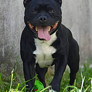 Taiko a rejoint le concours — aidez-le/la à gagner de superbes lots ! dog, black_dog, white_chest, outdoor, grass, tongue_out, happy, pet, animal, canine, playful, running, smiling, ears_up, daylight, nature, closeup, friendly, energetic, domestic_animal