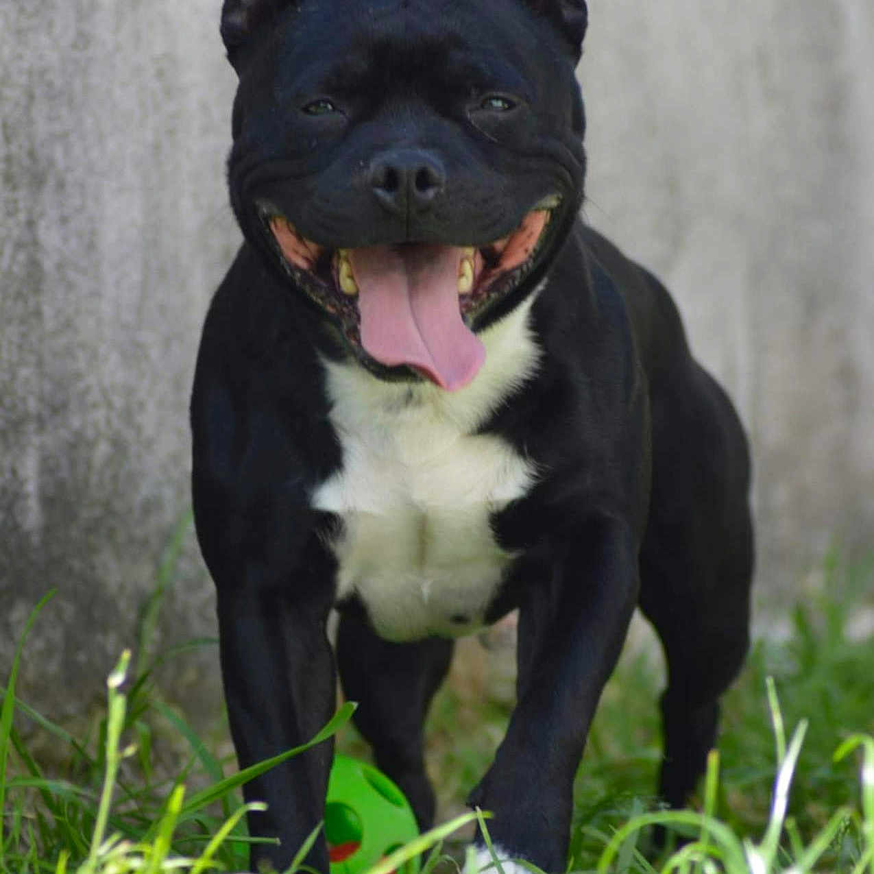 Taiko a rejoint le concours — aidez-le/la à gagner de superbes lots ! dog, black_dog, white_chest, outdoor, grass, tongue_out, happy, pet, animal, canine, playful, running, smiling, ears_up, daylight, nature, closeup, friendly, energetic, domestic_animal