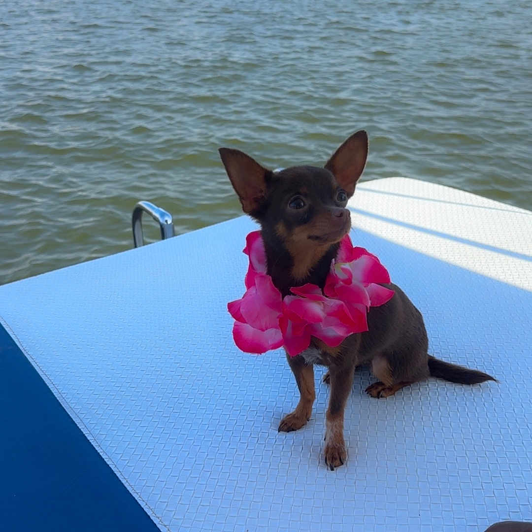 Cocachelee joined the competition — help win amazing prizes! animal, boat, brown_dog, cute, deck, dog, flower_lei, leash, marina, outdoor, paw, pet, relaxing, sailboats, sky, small_dog, summer, sunlight, vacation, water