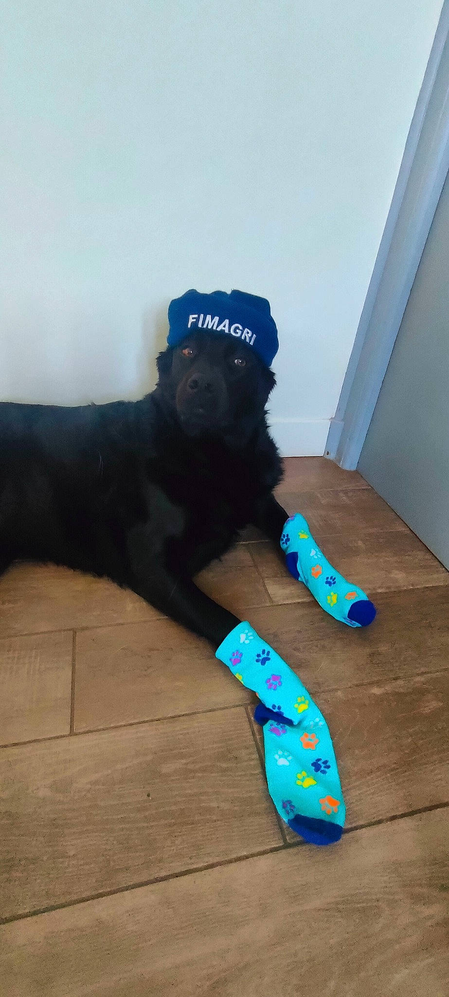 Rayki a rejoint le concours — aidez-le/la à gagner de superbes lots ! baseball_cap, cap, carnivore, companion_dog, dog, dog_breed, electric_blue, fashion_accessory, flooring, fur, glove, hardwood, hat, human_leg, musical_instrument, personal_protective_equipment, recreation, sock, sporting_group, wood