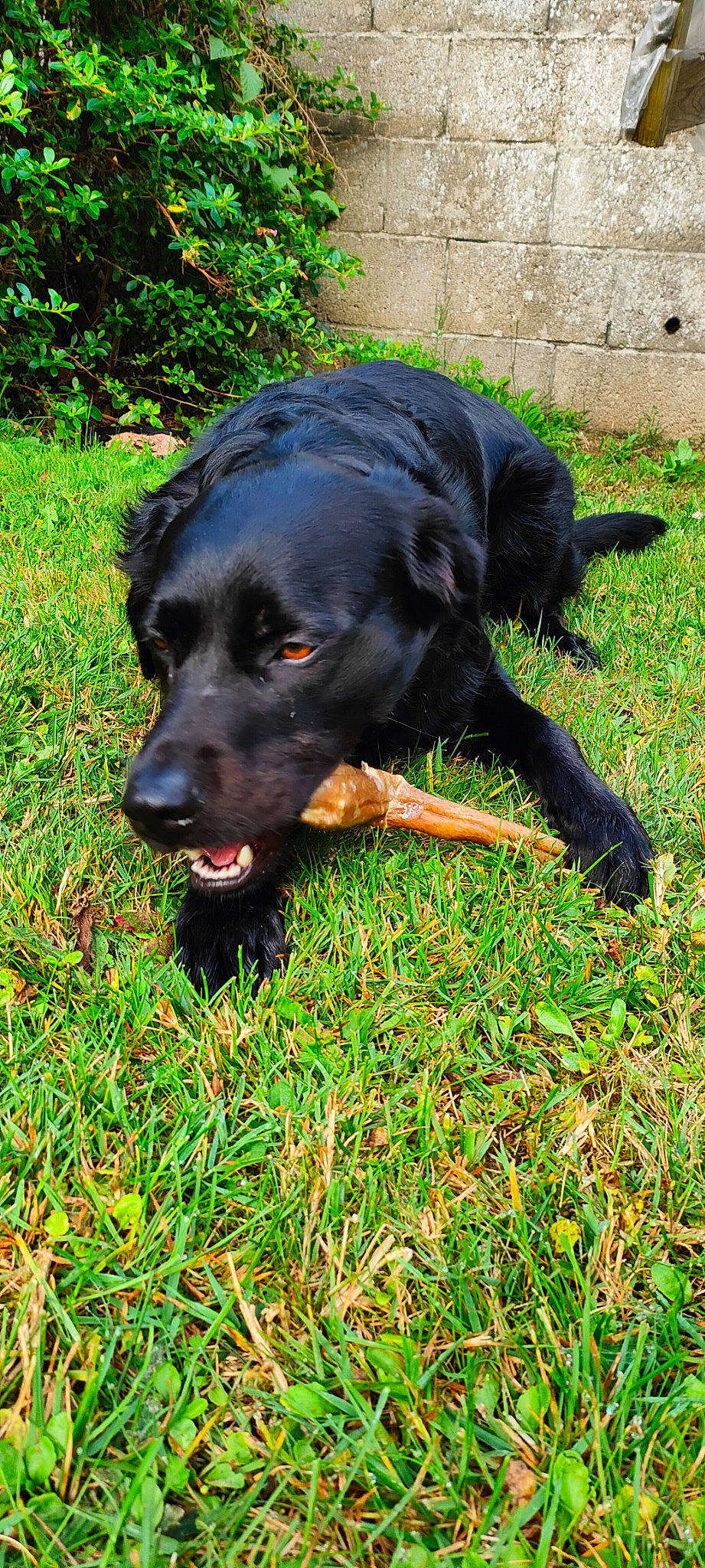 Rayki a rejoint le concours — aidez-le/la à gagner de superbes lots ! borador, canidae, carnivore, collar, companion_dog, dog, dog_breed, dog_collar, fur, grass, groundcover, guard_dog, gun_dog, liver, plant, snout, sporting_group, tail, working_animal, working_dog