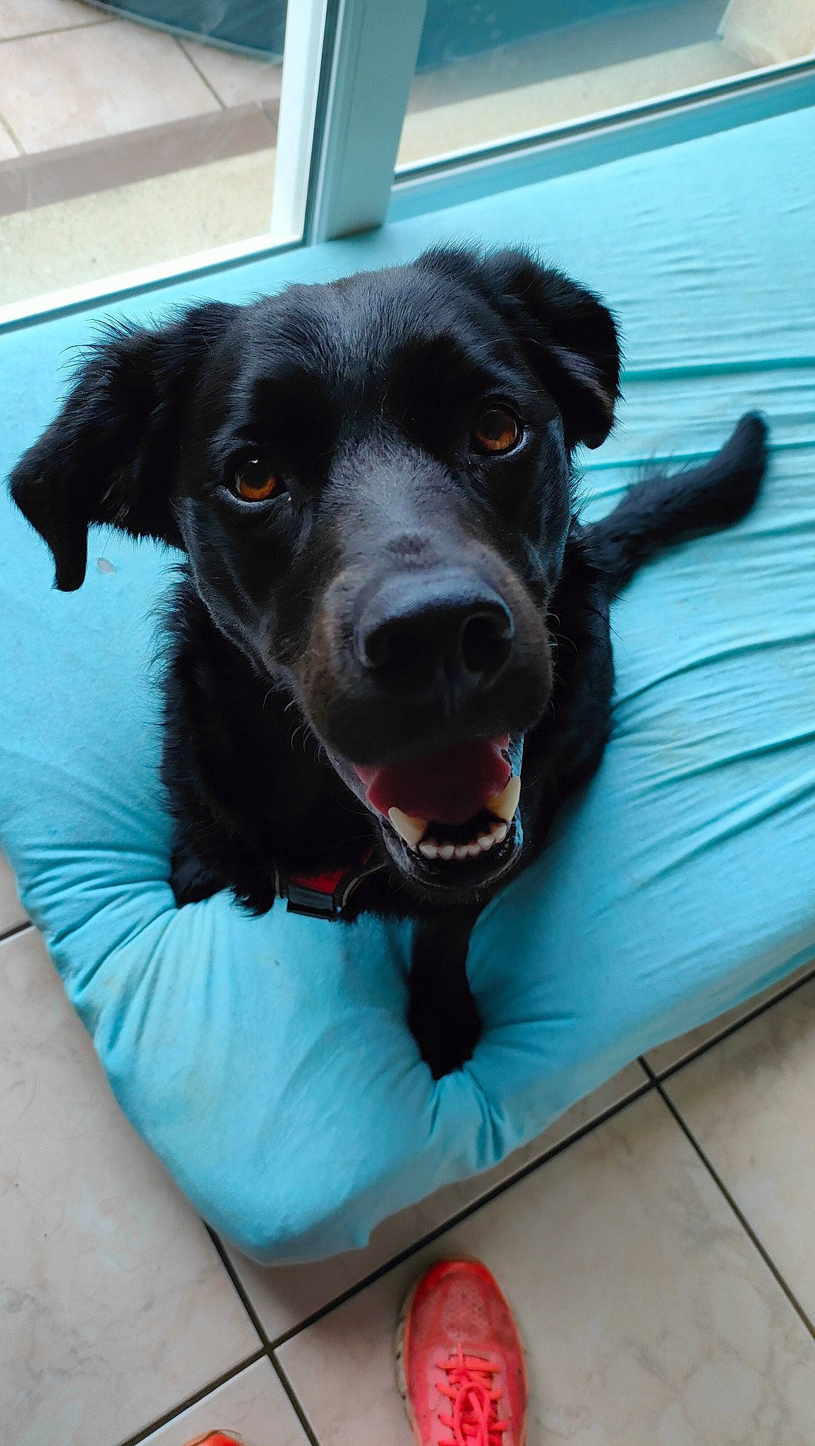 Rayki participe au concours pour gagner de l'argent avec cette photo : borador, canidae, carnivore, chair, collar, comfort, companion_dog, dog, dog_breed, dog_collar, dog_supply, electric_blue, eye, fang, fur, puppy, snout, sporting_group, whiskers, working_animal