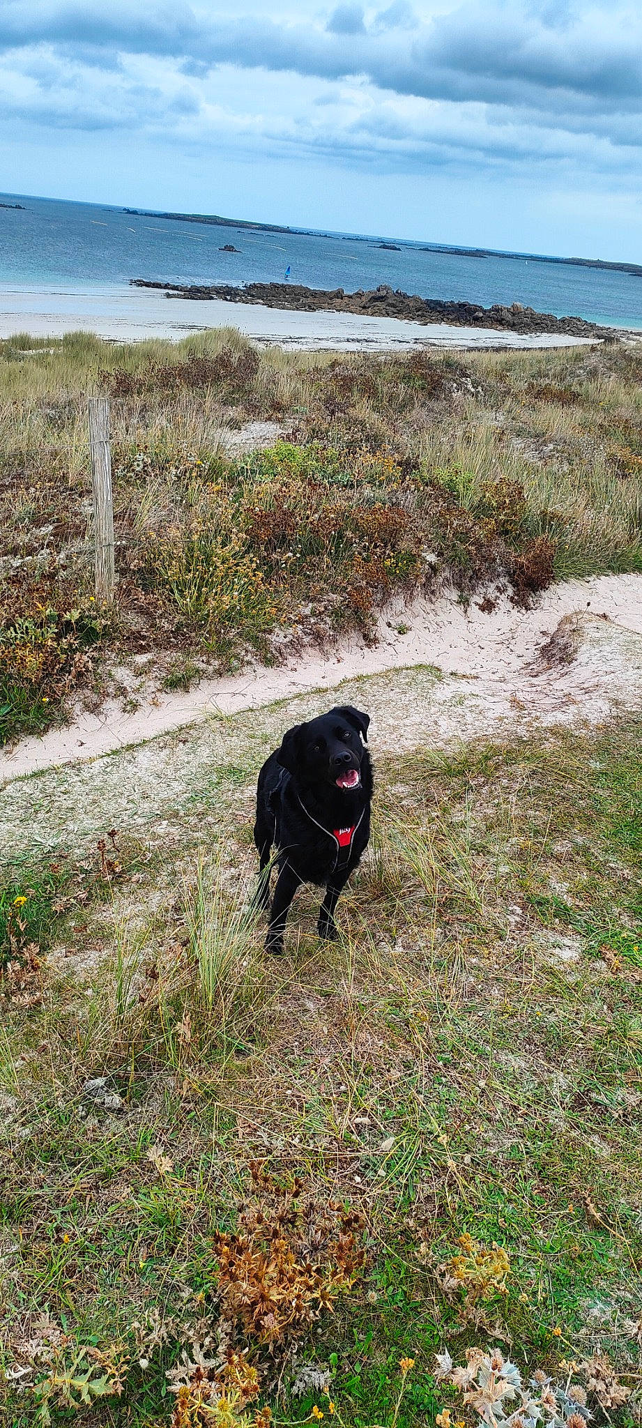 Rayki participe au concours pour gagner de l'argent avec cette photo : beach, borador, canidae, carnivore, coast, coastal_and_oceanic_landforms, collar, dog, dog_breed, grass, grassland, landscape, ocean, plant, sky, soil, sporting_group, water, wilderness, working_animal