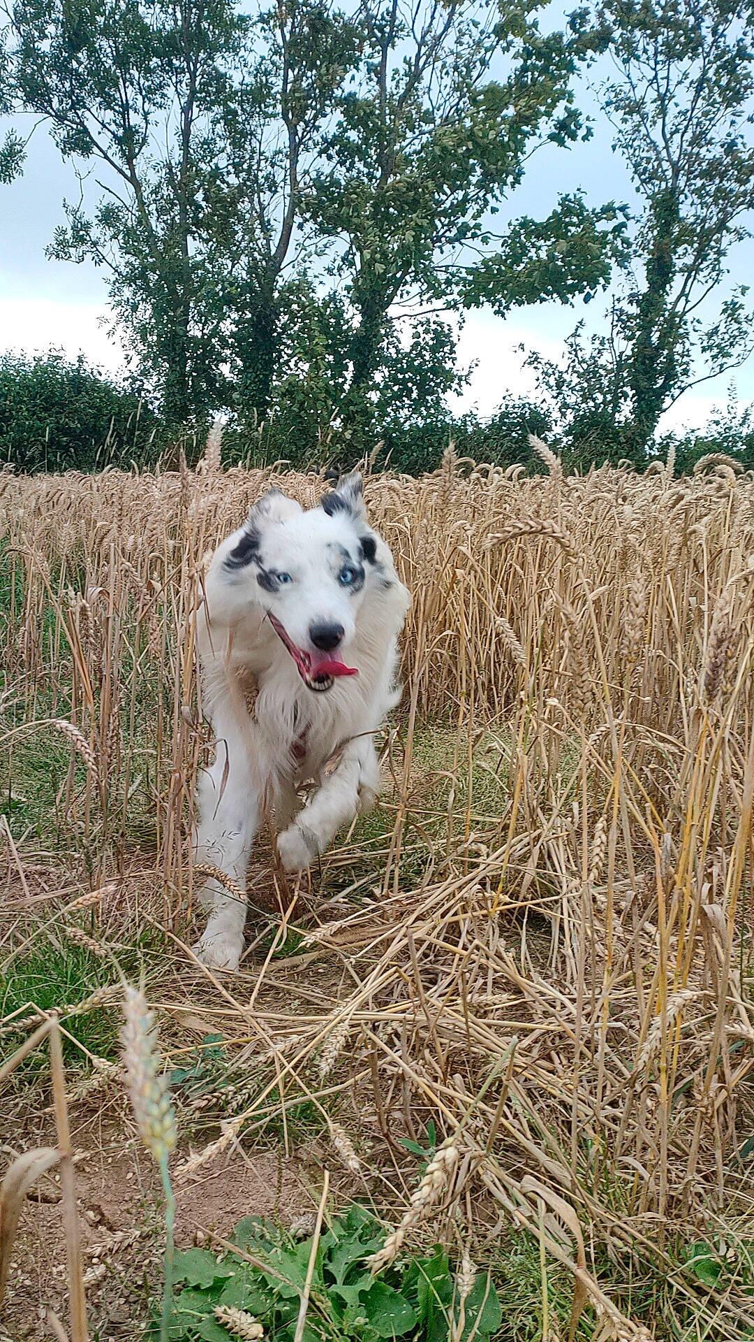 Oki participe au concours pour gagner de l'argent avec cette photo : canidae, carnivore, companion_dog, dog, dog_breed, fawn, grass, grassland, gun_dog, herding_dog, plant, sighthound, silken_windhound, sky, snout, soil, sporting_group, terrestrial_animal, tree, working_animal