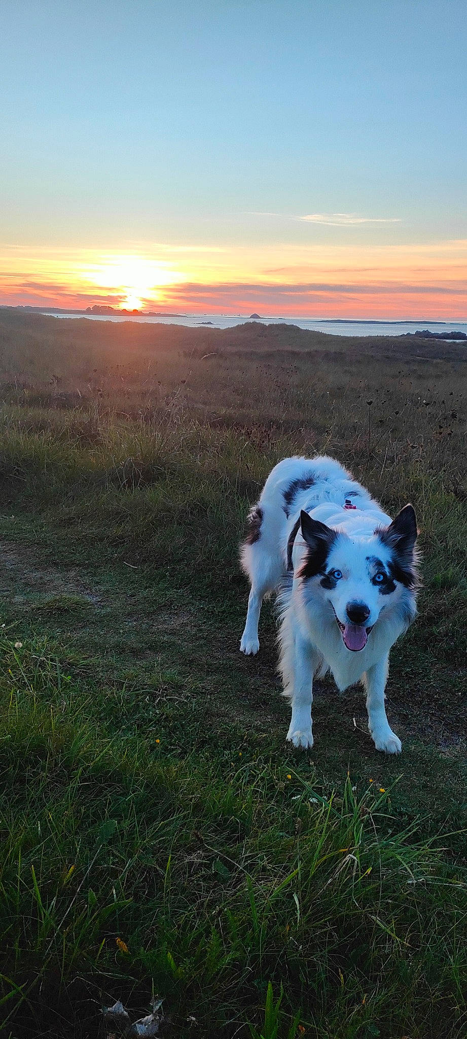 Oki participe au concours pour gagner de l'argent avec cette photo : carnivore, cloud, companion_dog, dog, dog_breed, evening, grass, grassland, herding_dog, horizon, landscape, ocean, pasture, plant, sky, sporting_group, sunrise, sunset, tail, working_animal
