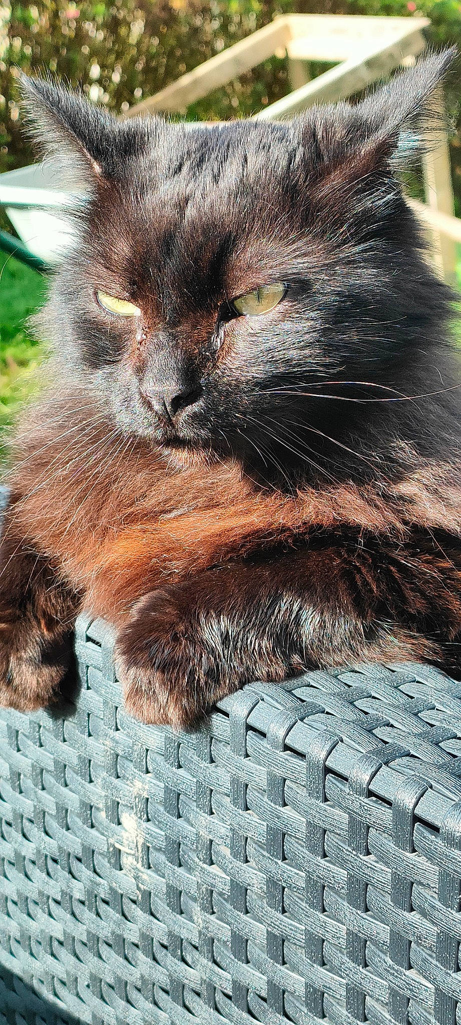 Merlin a rejoint le concours — aidez-le/la à gagner de superbes lots ! carnivore, cat, claw, domestic_short_haired_cat, felidae, fur, grass, pattern, paw, plant, small_to_medium_sized_cats, snout, tail, terrestrial_animal, whiskers, wildlife