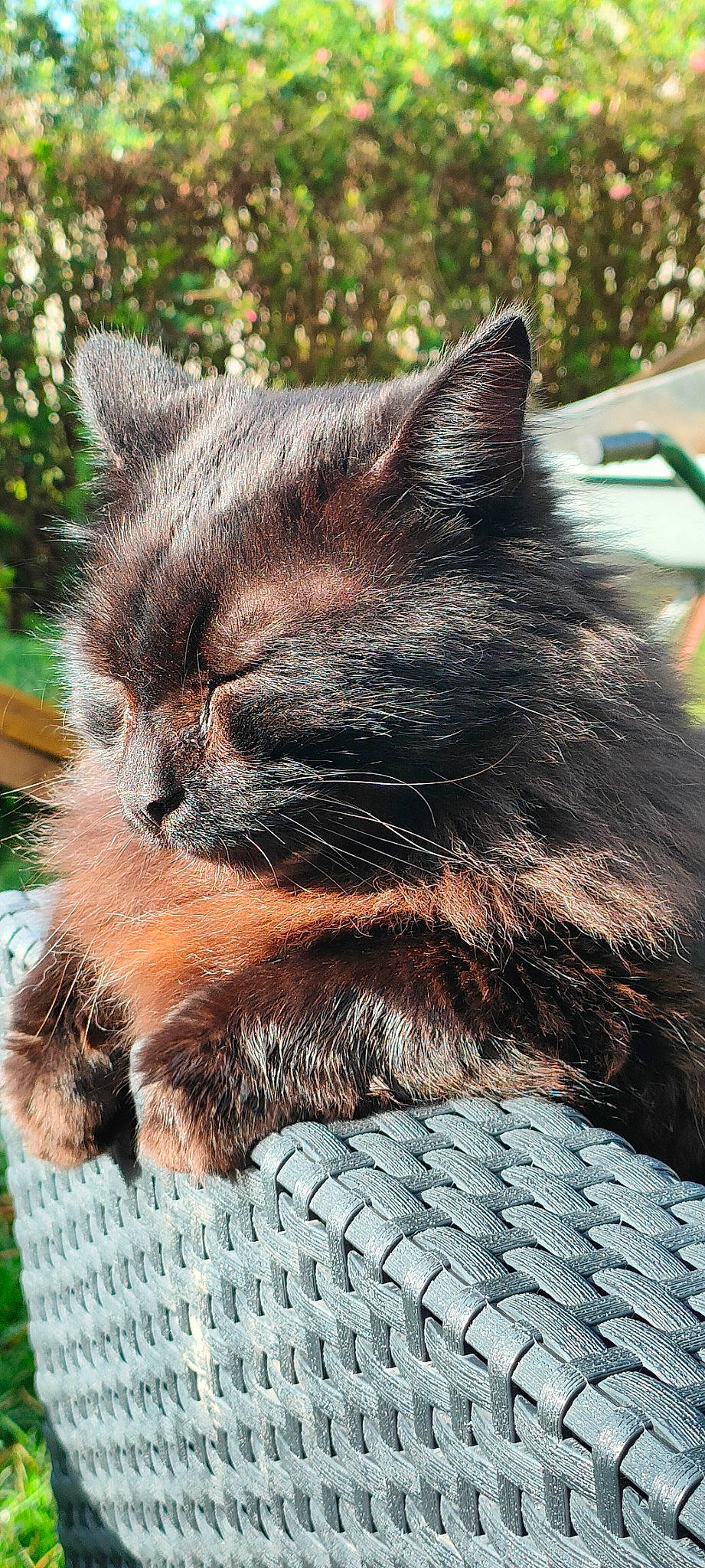 Merlin participe au concours pour gagner de l'argent avec cette photo : carnivore, cat, claw, domestic_short_haired_cat, felidae, flowerpot, fur, grass, plant, small_to_medium_sized_cats, snout, tail, terrestrial_animal, tree, whiskers, wildlife, window