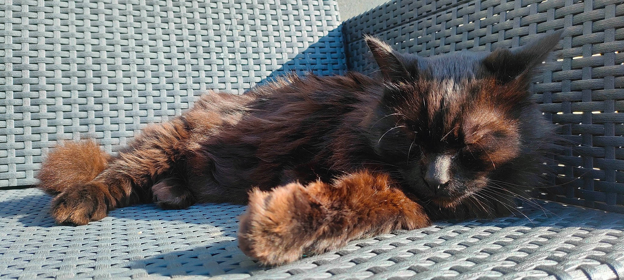 Merlin participe au concours pour gagner de l'argent avec cette photo : black_cat, carnivore, cat, claw, comfort, domestic_short_haired_cat, fawn, felidae, foot, fur, human_leg, lap, nap, paw, sitting, small_to_medium_sized_cats, snout, tail, terrestrial_animal, whiskers