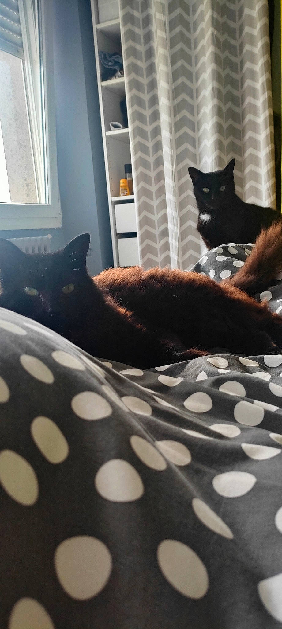 Princesse Tifac a rejoint le concours — aidez-le/la à gagner de superbes lots ! black, brown, carnivore, cat, comfort, felidae, floor, flooring, grey, interior_design, light, mammal, small_to_medium_sized_cats, textile, tints_and_shades, vertebrate, whiskers, white, window, wood