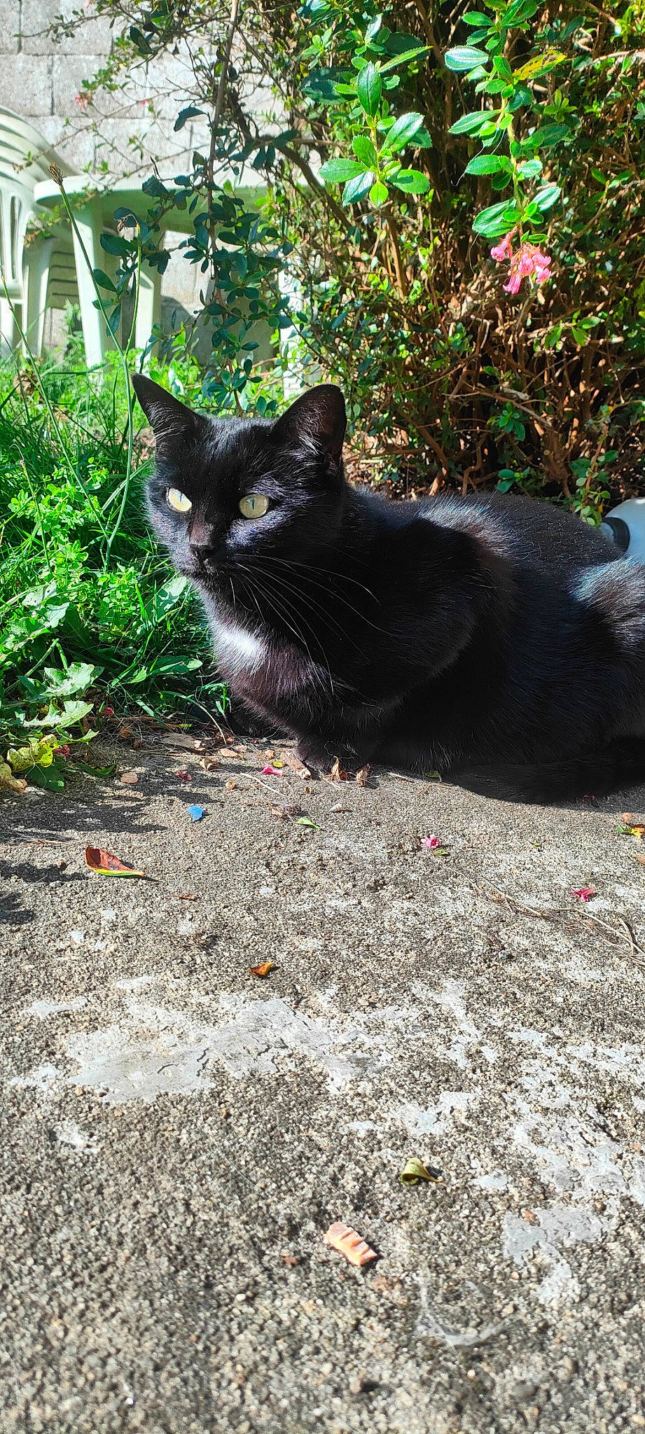 Princesse Tifac participe au concours pour gagner de l'argent avec cette photo : asphalt, black_cat, carnivore, cat, domestic_short_haired_cat, eye, felidae, fur, grass, grey, groundcover, plant, road_surface, small_to_medium_sized_cats, snout, soil, tail, terrestrial_animal, tints_and_shades, whiskers