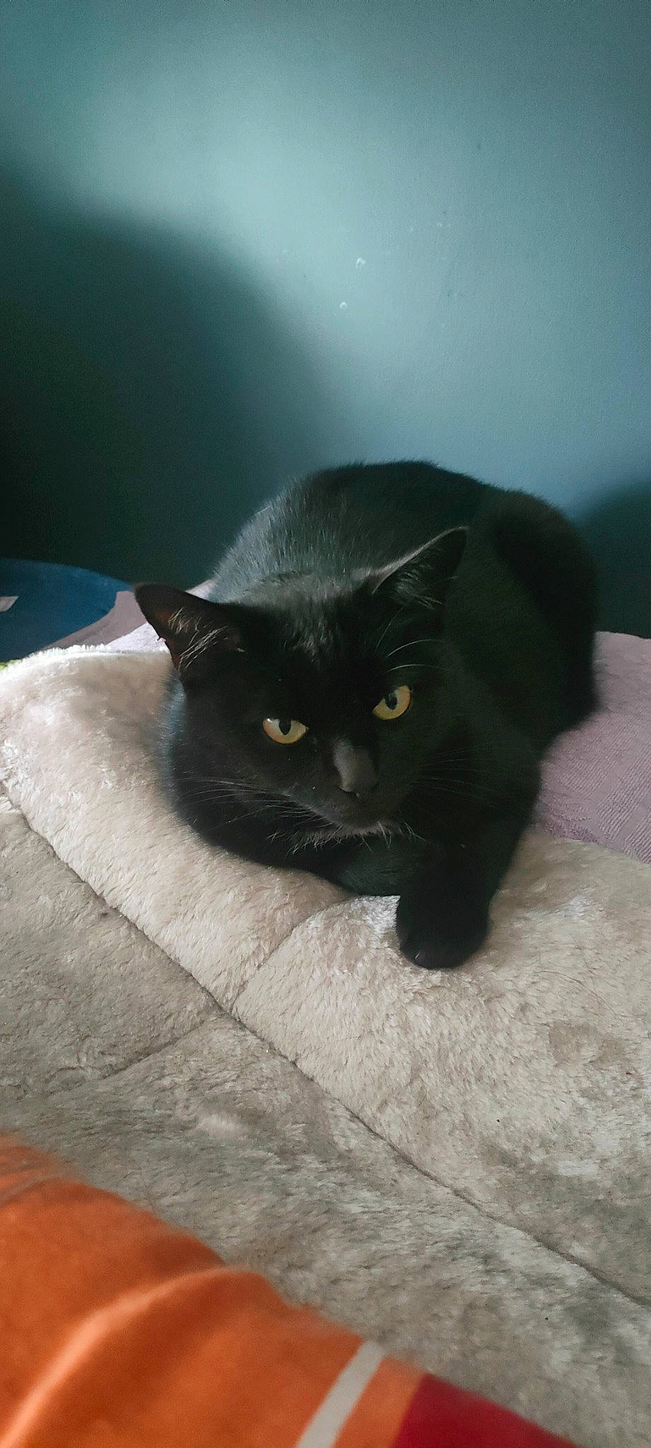 Princesse Tifac a rejoint le concours — aidez-le/la à gagner de superbes lots ! black_cat, bombay, carnivore, cat, comfort, domestic_short_haired_cat, felidae, fur, grey, mammal, small_to_medium_sized_cats, snout, tail, terrestrial_animal, vertebrate, whiskers