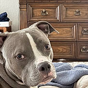 Nala joined the competition — help win amazing prizes! animal, bed, blanket, canine, close_up, cozy, dog, domestic, expression, furniture, gray_dog, indoor, looking_back, pet, portrait, relaxed, resting, television, white_markings, wooden_dresser