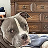 animal, bed, blanket, canine, close_up, cozy, dog, domestic, expression, furniture, gray_dog, indoor, looking_back, pet, portrait, relaxed, resting, television, white_markings, wooden_dresser