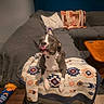 Nala is registered to the contest to win money with this photo: blanket, chair, colorful, couch, cute, dog, dog_toy, funny, furniture, gray_couch, home, indoor, living_room, party_hat, pet, playful, quilt, table, tile_floor, tongue_out