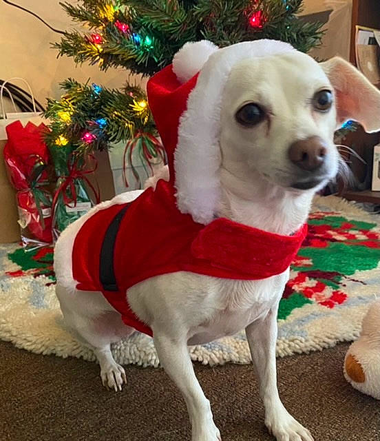 Baby is registered to the contest to win money with this photo: carnivore, christmas, christmas_decoration, christmas_ornament, christmas_tree, collar, companion_dog, dog, dog_breed, dog_clothes, dog_collar, dog_supply, event, fawn, fur, holiday, holiday_ornament, pet_supply, snout, working_animal