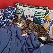 Cody is registered to the contest to win money with this photo: animal, blanket, cat, comfort, cozy, cushion, feline, fur, home, indoor, pet, pillow, red_wall, relaxed, resting, sleeping, snowman, soft, tabby, warm