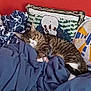 animal, blanket, cat, comfort, cozy, cushion, feline, fur, home, indoor, pet, pillow, red_wall, relaxed, resting, sleeping, snowman, soft, tabby, warm