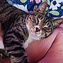 animal, arm, blanket, cat, closeup, comfort, feline, floral_pattern, glasses, human, indoor, nap, pet, relaxation, resting, skin, sleepy, striped, tabby_cat, whiskers
