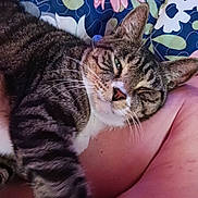 Max joined the competition — help win amazing prizes! animal, arm, blanket, cat, closeup, comfort, feline, floral_pattern, glasses, human, indoor, nap, pet, relaxation, resting, skin, sleepy, striped, tabby_cat, whiskers