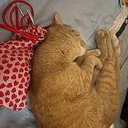 Spiderman is registered to the contest to win money with this photo: animal, bed, blanket, cat, cozy, curled_up, cute, domestic, drawstring_bag, feline, fur, hearts_pattern, indoor, orange_tabby, peaceful, pet, relaxing, resting, sleeping, soft_texture