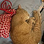 animal, bed, blanket, cat, cozy, curled_up, cute, domestic, drawstring_bag, feline, fur, hearts_pattern, indoor, orange_tabby, peaceful, pet, relaxing, resting, sleeping, soft_texture