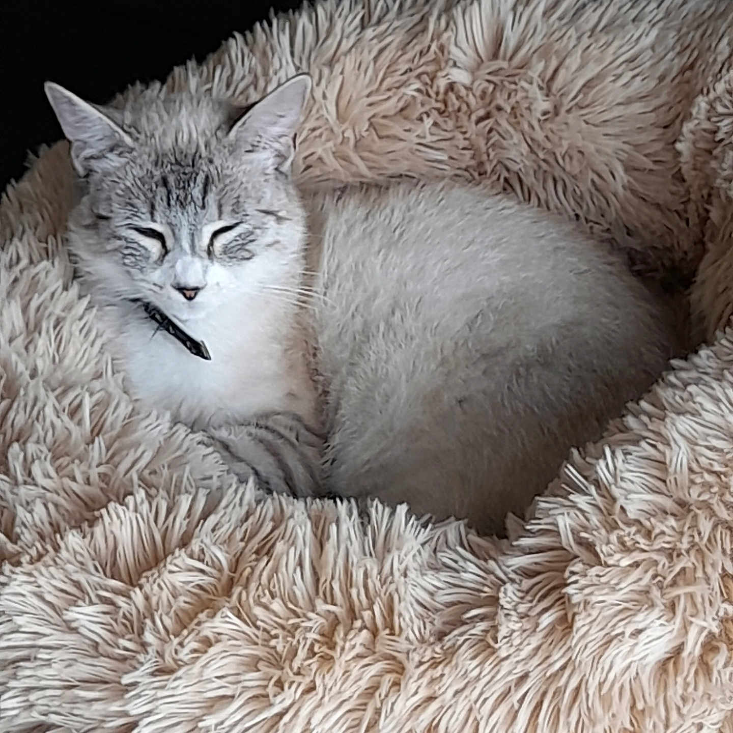 Vanille