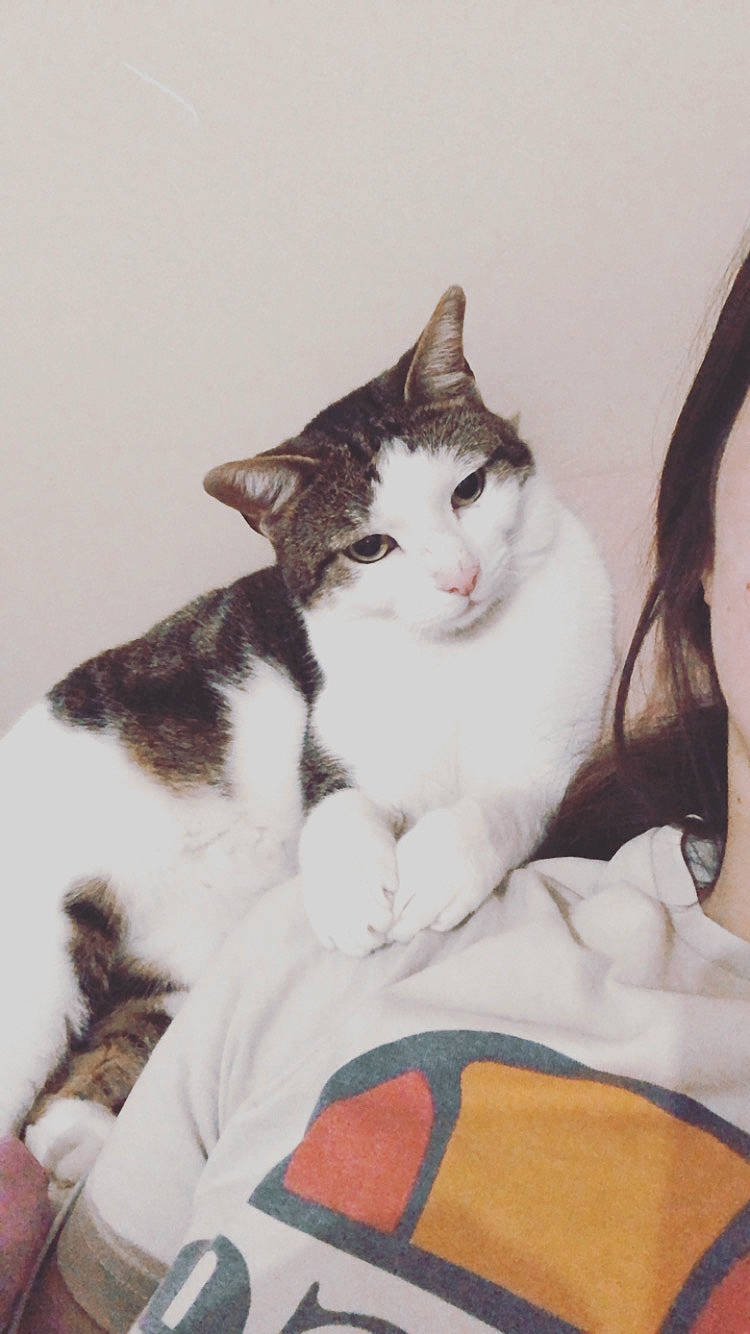 Azly participe au concours pour gagner de l'argent avec cette photo : carnivore, cat, comfort, domestic_short_haired_cat, felidae, fur, linens, paw, sitting, small_to_medium_sized_cats, tail, whiskers