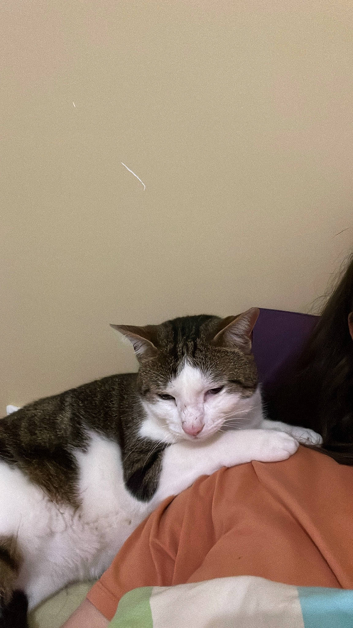 Azly participe au concours pour gagner de l'argent avec cette photo : carnivore, cat, comfort, domestic_short_haired_cat, felidae, fur, paw, sitting, small_to_medium_sized_cats, whiskers