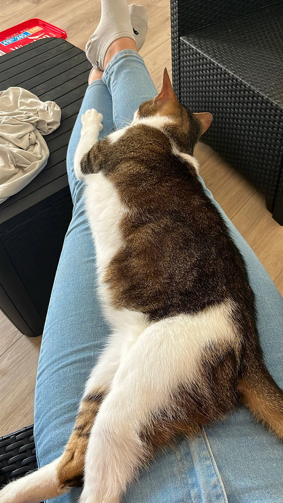 Azly participe au concours pour gagner de l'argent avec cette photo : canidae, carnivore, cat, comfort, companion_dog, dog_breed, domestic_short_haired_cat, fawn, felidae, flooring, fur, linens, mammal, paw, small_to_medium_sized_cats, snout, tail, terrestrial_animal, whiskers, wood