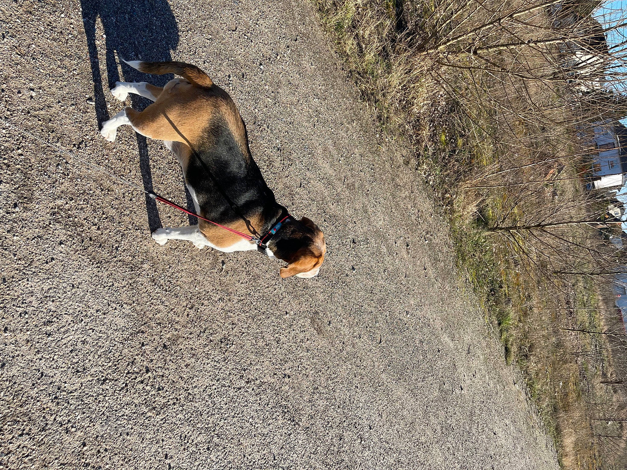 Gipsy a rejoint le concours — aidez-le/la à gagner de superbes lots ! asphalt, canidae, carnivore, companion_dog, dog, dog_breed, fawn, grass, human_leg, leash, leisure, plant, road_surface, sidewalk, snout, soil, sporting_group, tail, tree, wildlife