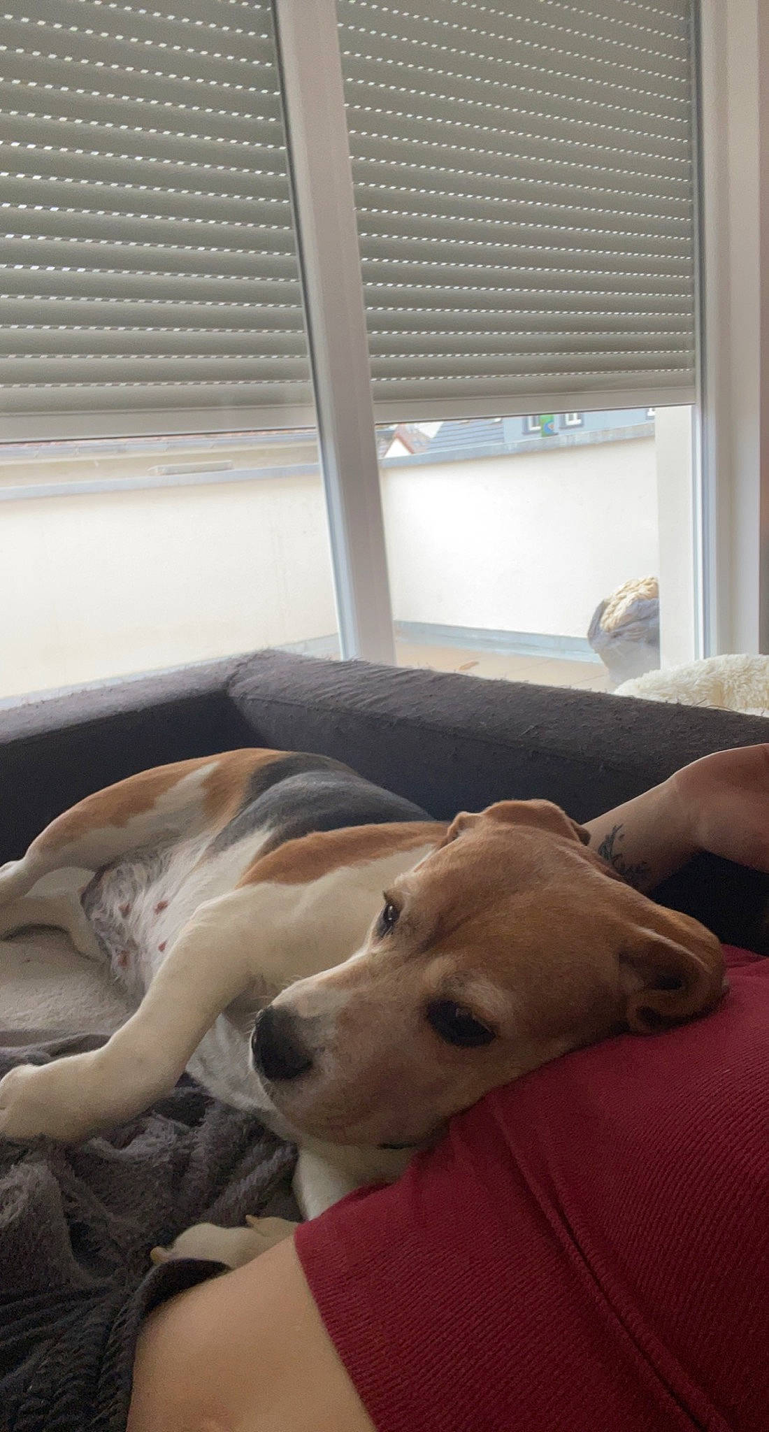 Gipsy participe au concours pour gagner de l'argent avec cette photo : carnivore, comfort, companion_dog, couch, dog, dog_breed, fawn, floor, flooring, hardwood, room, shade, snout, sporting_group, window, window_blind, window_covering, window_treatment, wood, working_animal