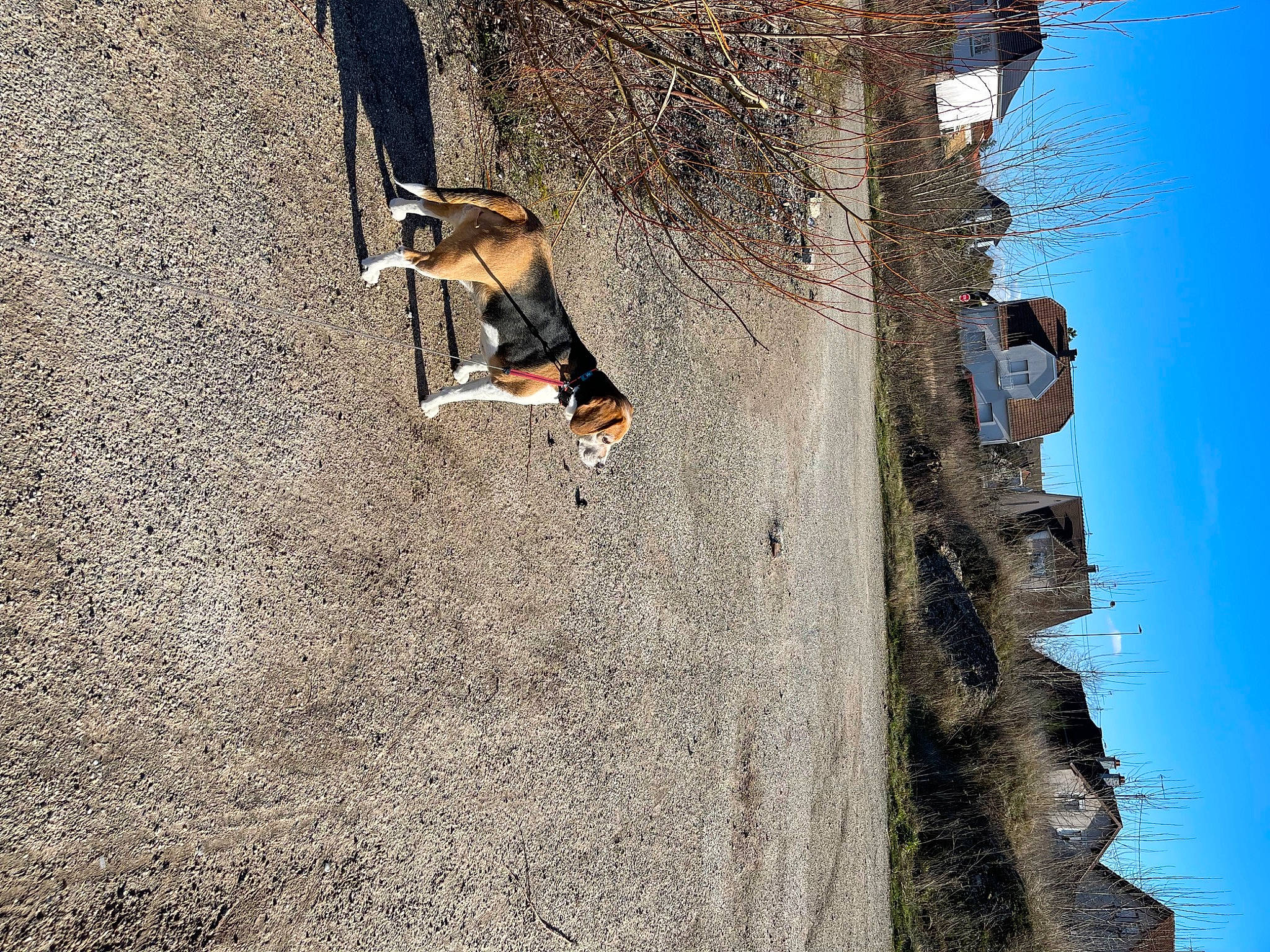 Gipsy a rejoint le concours — aidez-le/la à gagner de superbes lots ! adventure, asphalt, canidae, carnivore, concrete, dog, dog_breed, landscape, leash, leisure, plant, recreation, rock, shadow, sky, soil, sporting_group, tree, trunk, wood