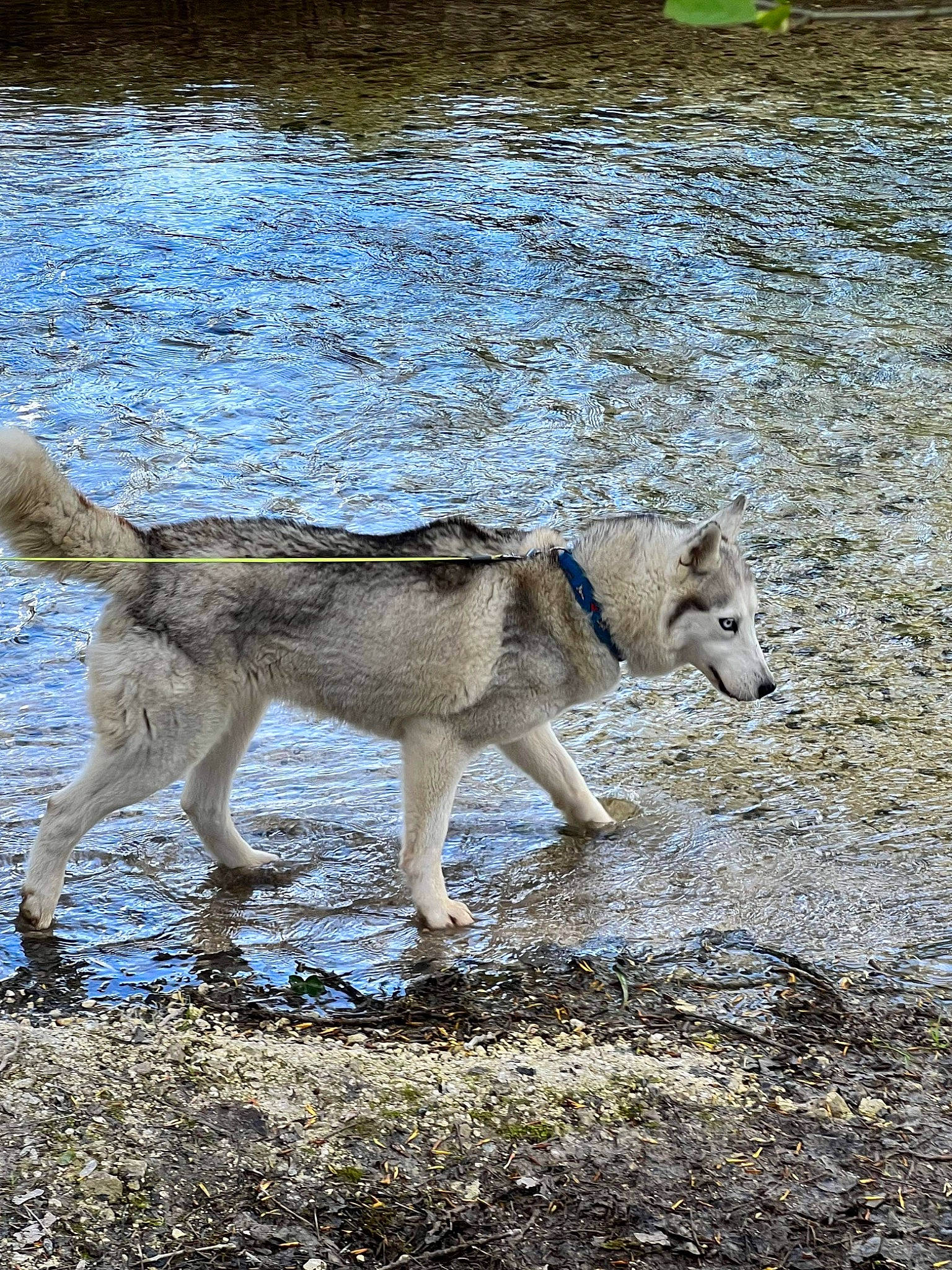 Nala a rejoint le concours — aidez-le/la à gagner de superbes lots ! canidae, canis, canis_lupus_tundrarum, carnivore, dog, dog_breed, lake, siberian_husky, sled_dog, soil, sporting_group, sulimov_dog, tail, terrestrial_animal, water, wolf, working_animal, working_dog