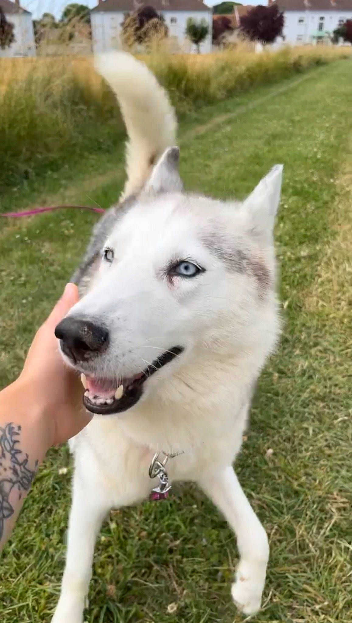 Nala participe au concours pour gagner de l'argent avec cette photo : ancient_dog_breeds, canidae, carnivore, collar, companion_dog, dog, dog_breed, fang, grass, herding_dog, non_sporting_group, plant, snout, sporting_group, working_animal, working_dog