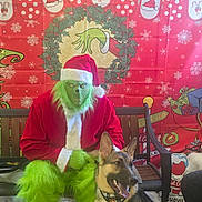 Knox joined the competition — help win amazing prizes! grinch_costume, person, dog, german_shepherd, holiday, christmas, santa_hat, bench, festive, decorations, wreath, lights, snowflakes, red_clothing, green_fur, smiling_dog, indoor, background, happy, seasonal