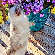 Khloe joined the competition — help win amazing prizes! animal, cat, colorful, curious_cat, flower_pot, fluffy, garden, greenery, nature, outdoor, pet, plant, potted_plant, purple_flowers, shadow, spring, summer, sunlight, tabby, wooden_deck