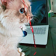 Khloe joined the competition — help win amazing prizes! cat, blue_eyes, ribbon, laptop, reflection, fluffy, indoor, pet, curious, close_up, whiskers, collar, tag, table, technology, domestic_animal, front_paws, focus, playful, household