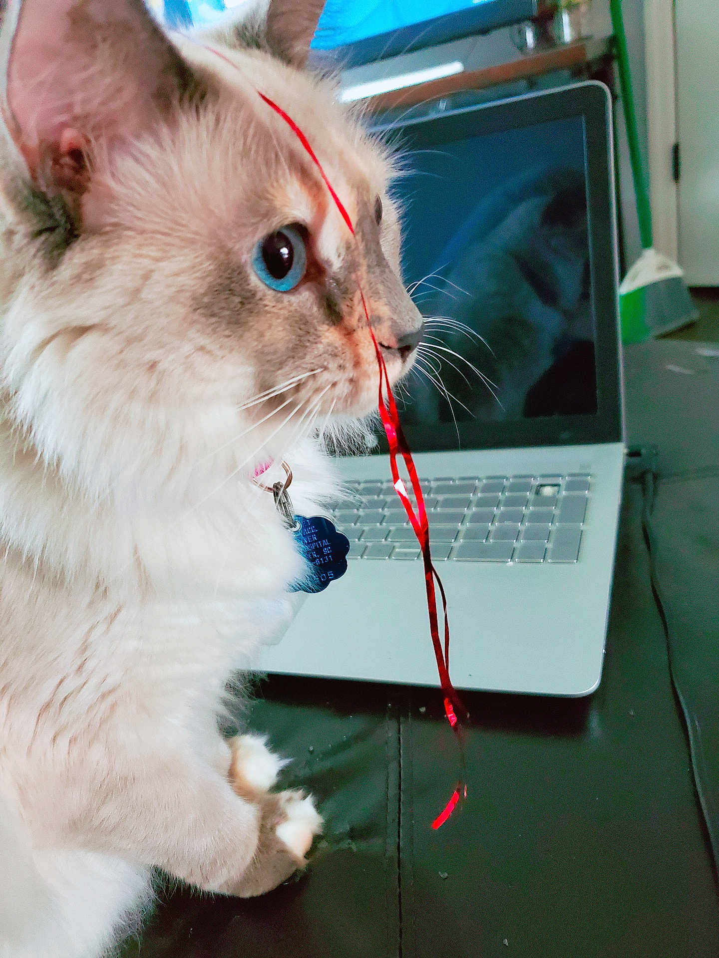 Khloe joined the competition — help win amazing prizes! cat, blue_eyes, ribbon, laptop, reflection, fluffy, indoor, pet, curious, close_up, whiskers, collar, tag, table, technology, domestic_animal, front_paws, focus, playful, household