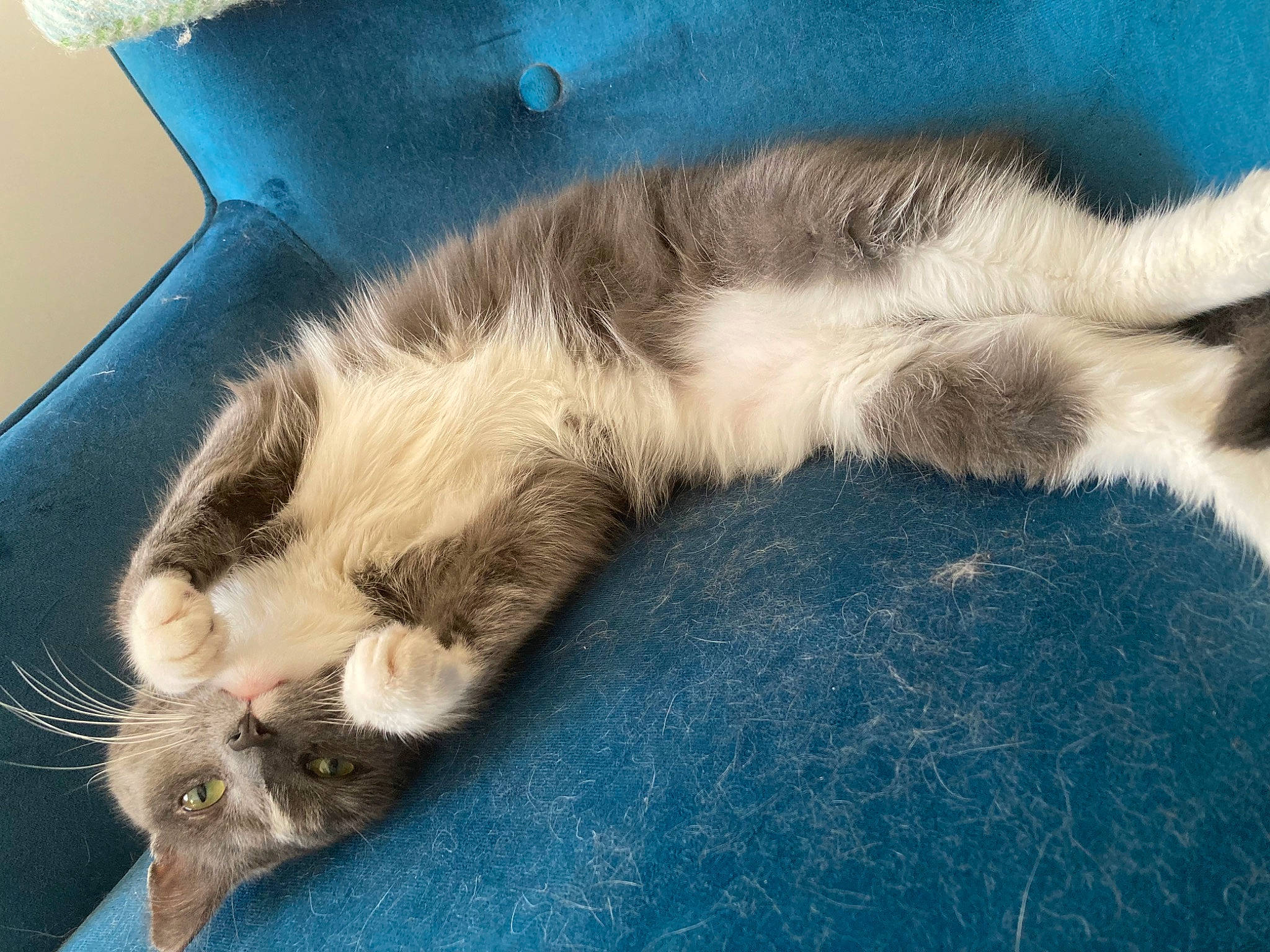 Margot is registered to the contest to win money with this photo: carnivore, cat, claw, cloud, comfort, companion_dog, dog_breed, domestic_short_haired_cat, felidae, fur, nap, paw, sky, small_to_medium_sized_cats, tail, whiskers