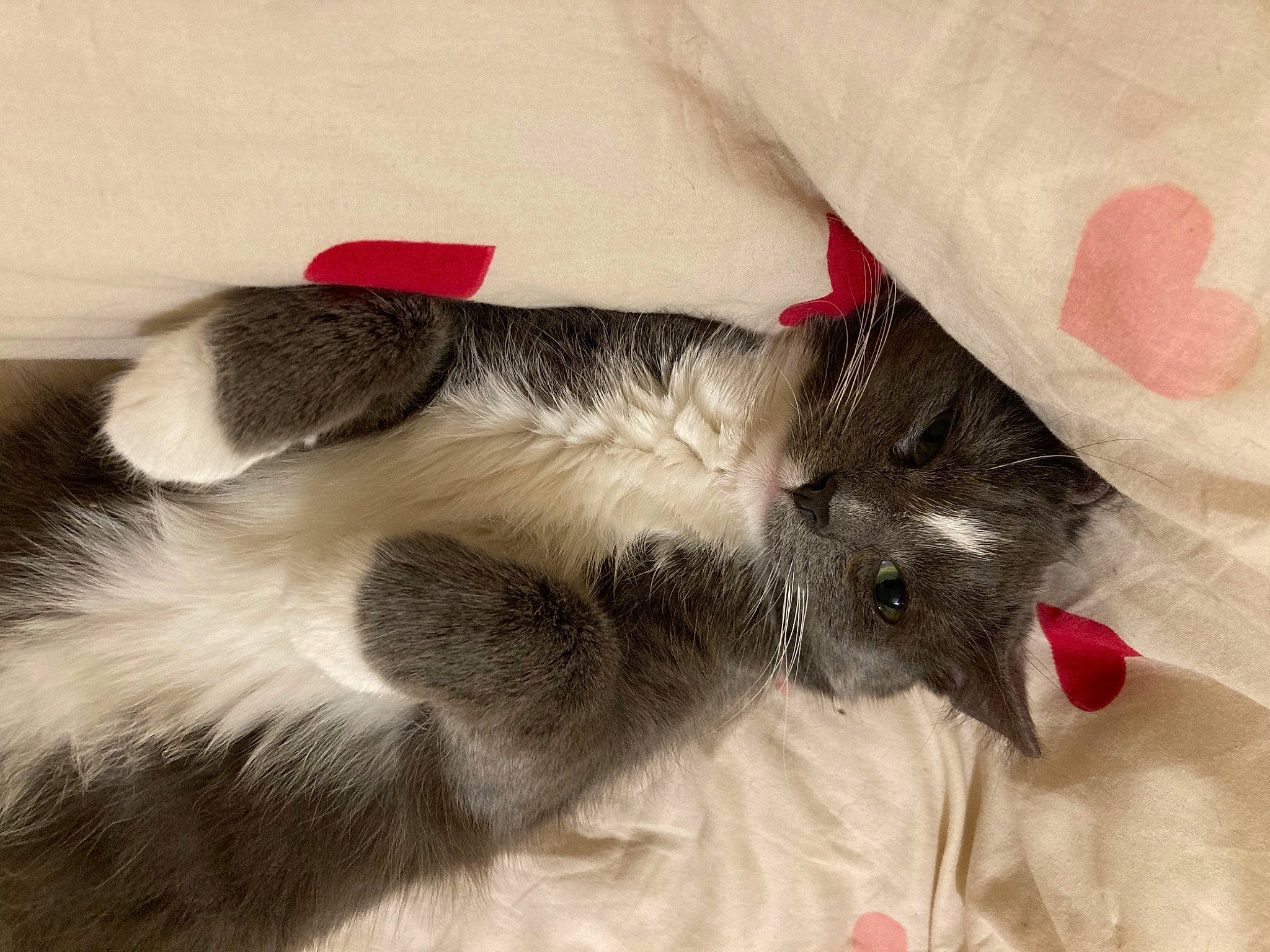 Margot is registered to the contest to win money with this photo: canidae, carnivore, cat, cat_bed, cat_toy, claw, comfort, companion_dog, dog_breed, domestic_short_haired_cat, fawn, felidae, fur, nap, paw, small_to_medium_sized_cats, snout, sporting_group, tail, whiskers