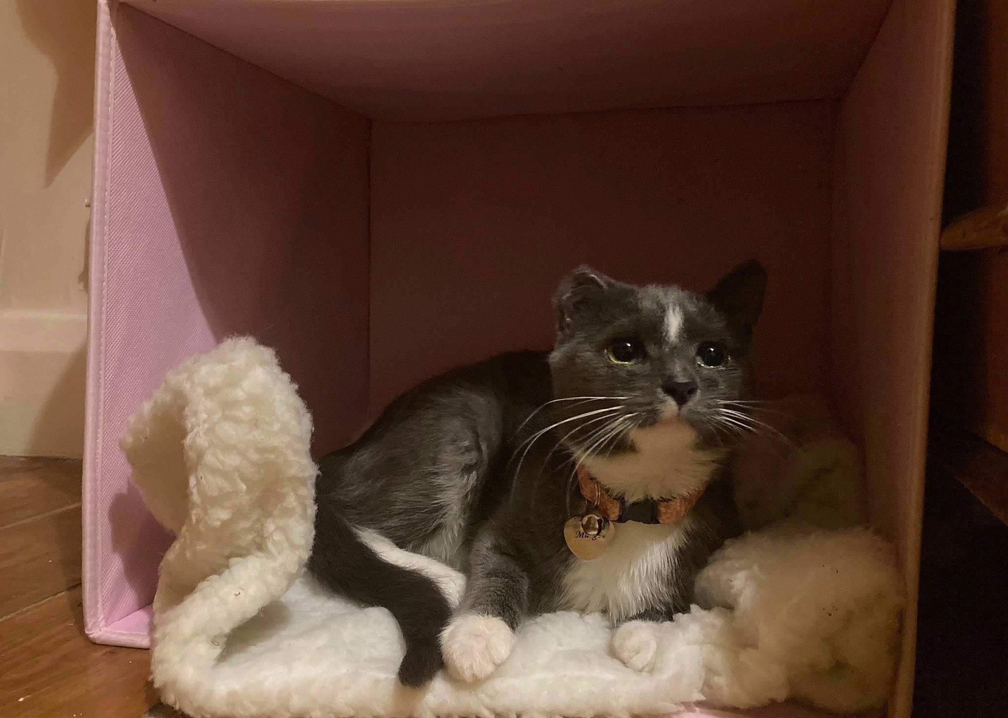 Margot is registered to the contest to win money with this photo: box, carnivore, cat, cat_furniture, cat_supply, claw, comfort, domestic_short_haired_cat, felidae, flooring, fur, grey, hardwood, paw, room, sitting, small_to_medium_sized_cats, tail, whiskers, window