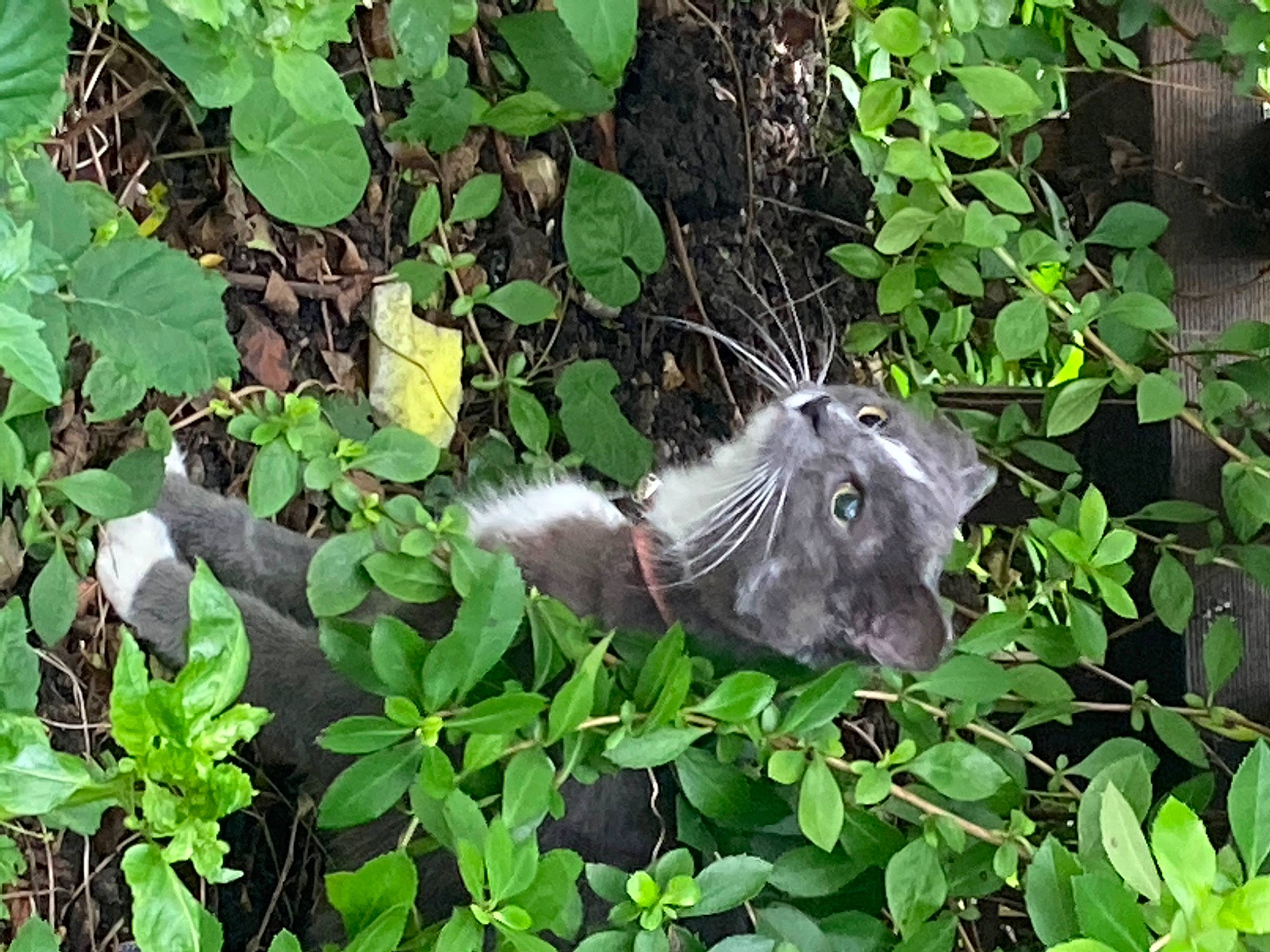 Margot joined the competition — help win amazing prizes! annual_plant, botany, butterfly, felidae, flowering_plant, fur, grass, groundcover, herb, insect, leaf, marsupial, moths_and_butterflies, plant, pollinator, rodent, snout, terrestrial_animal, whiskers, wildlife