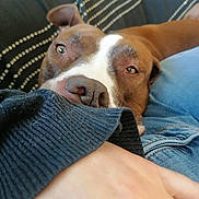 Gaby participe au concours pour gagner de l'argent avec cette photo : arm, black_sweater, brown_dog, close_up, companion, couch, cozy, dog, face, hand, indoor, jeans, nostrils, paw, person, pet, relaxed, resting, striped_cushion, white_markings
