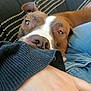 arm, black_sweater, brown_dog, close_up, companion, couch, cozy, dog, face, hand, indoor, jeans, nostrils, paw, person, pet, relaxed, resting, striped_cushion, white_markings